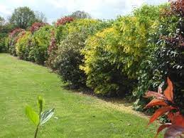 haie champetre jardins jardins champetres idees jardin jardins
