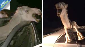 Hearing is a complicated and highly developed sense. Terrified Camel Struggles To Escape From Car Wreck After Smashing Through The Windscreen In Horror Crash