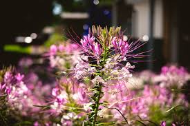 Image result for Cleome houtteana