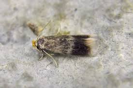 Image result for Stigmella floslactella