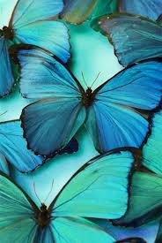 Content Warning Morpho Bleu Beaux Papillons Palette Couleur