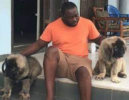 The caucasian shepherd dog price is a whopping $2,000 each, on the average. Caucasian Shepherd Dog Breed Information And Pictures