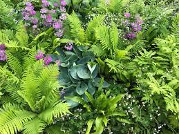 We did not find results for: Choosing Plants For Shade Gardening Todd Haiman Landscape Design
