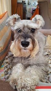 schnauzers are the best youtube zakia chanell pinterest elchocolategirl instagram elchocolategirl snapchat elc schnauzer puppy schnauzer dogs schnauzer