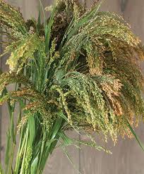 Image result for Panicum gilvum