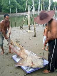 Ikan pari jenis tersebut mampu melumpuhkan mangsanya dengan cara menyetrumkan listrik dan besarnya daya listrik tersebut adalah hingga mencapai kurang lebih 220 volt. Penemuaan Jenis Ikan Hiu Pari Steemit