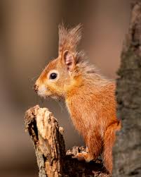 Image result for Brown Squirrel 2014 Peugeot