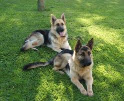Black And Tan Puppies German Shepherd Black And Tan Black And Red German Shepherd German Shepherd Dogs Black German Shepherd Black German Shepherd Dog