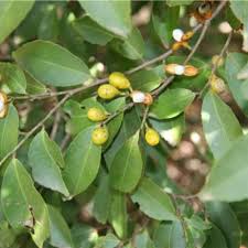 Image result for Maytenus