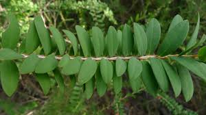 Image result for Melaleuca hypericifolia