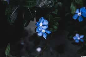 زهرة زرقاء جميلة تنزيل خلفية Hd