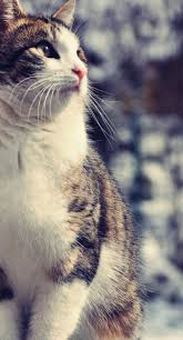 91 Gambar Kucing Untuk Profil Wa Paling Keren Gambar Pixabay