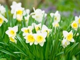 These winter flowering plants will brighten up your flower borders and patio planters with a splash of color. Bulbs Fernhill Garden Centre