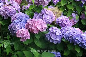 Image result for Hydrangea macrophylla bela obrázek