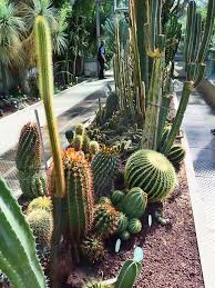 The giant saguaro cactus ( cereus giganteus ) is indigenous to arizona; 130 Cactus Ideas In 2021 Cactus Succulents Cacti And Succulents