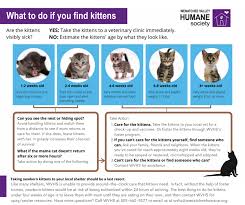When leaving a kitten home alone, pay special attention to food, water, toys, and potential hazards. Found A Kitten Wenatchee Valley Humane Society