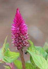 Celosia Wikipedia The Free Encyclopedia Plants Showy Flowers Ornamental Plants