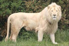 Beautiful White Lion Rare Albino Animals Albino Animals Albino Lion