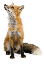 Een Vos Verliest Wel Zijn Haren Maar Niet Zijn Streken Vos Dieren Natuur
