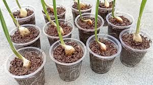 Check spelling or type a new query. How To Grow Garlic Easily In Small Pot Easy And Best Garlic Growing Ideas Youtube