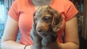 We did not find results for: Akc Long Haired Dapple Mini Dachshund Puppy 16 Weeks Old For Sale In Emmett Idaho Classified Americanlisted Com