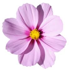 3 964 transparent png of flower. Download Flower Free Png Transparent Image And Clipart