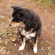 Husky puppies are mischevious and loyal pack animals. 10 Bernese Mountain Dog Mixes And Why You Ll Love Them Lovetoknow