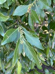 Image result for Maytenus undata