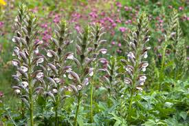 A flower mostly found in germany and britain. Plants A To Z Find Plant Names By Letter