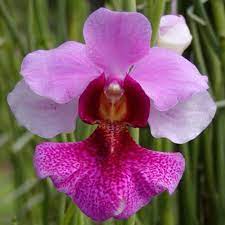Pin On My Orchids