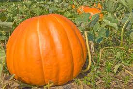 See this page about how to grow pumpkins. Seven Steps To Growing Big Pumpkins