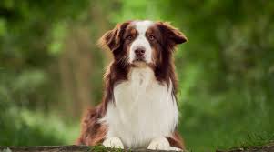 Image result for australian shepherd