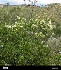 Image result for Gymnosporia buxifolia