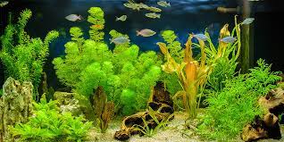 10 jenis tanaman aquascape untuk pemula. Jenis Jenis Tanaman Aquascape Yang Tidak Membutuhkan Co2 Dunia Peliharaan