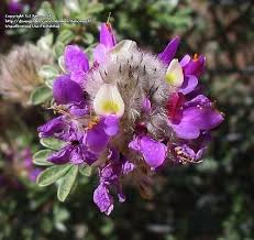 Image result for Indigofera pulchra