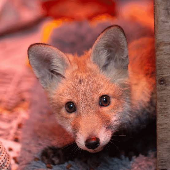 From a lonely cub to almost free. - Wildlife Aid
