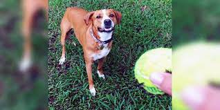 Males are 22 inches to 25 inches tall and weigh 45 to 65 pounds; 43 Hound Mix Breeds