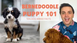 Canton of bern is a large agricultural area where dairy production is done and bernese mountain dog was recognized in 1907. Bernedoodle 101 Top 10 Puppy Facts About The Bernese Mountain Dog Cross Youtube