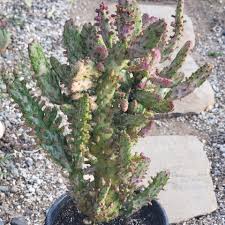 Image result for Opuntia monacantha