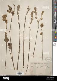 Image result for Eminia antennulifera