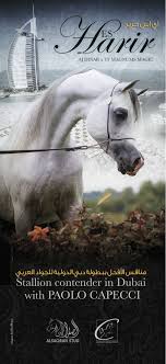 اي اس حرير منافس الأفحل بدبي الدولية Horses Arabian Horse Arabians