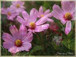 We offer a large variety of fresh flowers walnut creek florist can help you make a lasting impression, and assist you in expressing just the right sentiment with beautiful flowers to make. Little Flowers Youtube