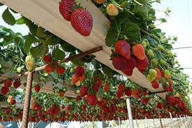 Planta poate fructifica de doua ori pe parcursul unei perioade capsuni benton. Profilaxie PesterÄƒ ActriÅ£Äƒ Capsuni Care Rodesc Tot Anul Justan Net