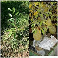 Media tanam durian tersebut diisi ke dalam pot sampai ¾ bagian pot. Kembara Minda 7 Durian Monthong Di Halaman Rumah