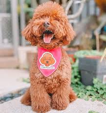 Zoopeez On Instagram You Re Gonna Hear Me Rawr Shop Www Zoopeez Com Zoopeez Zoopeezs Dog Bandana Teddy Bear Teddy