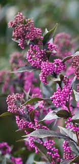 Pearl Glam Beautyberry Callicarpa X Purple Plants Deer Resistant Shrubs Plants