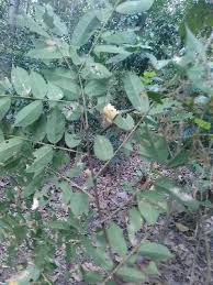 Image result for Millettia dura