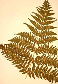 Image result for Blotiella