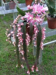 The orchid cactus has a rich history as an ornamental accent plant, enjoying popularity amongst gardeners and homeowners alike since the 1800s. Epiphyllum Hybrid German Empress Orchid Cactus