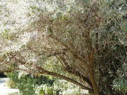 Image result for Tarchonanthus camphoratus